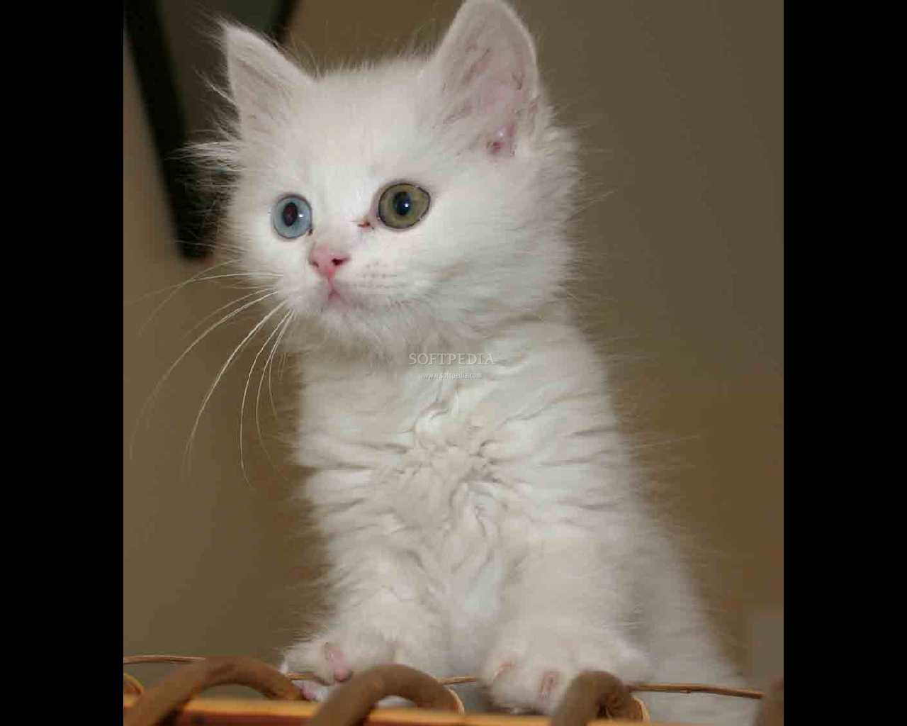 White-Cats-Screensaver_1.jpg