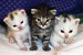 KittyCatCornerN.jpg