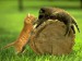 garfield na polovacke
