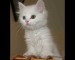 White-Cats-Screensaver_1.jpg